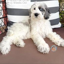 Stormie - Parti female Double Doodle puppy in Southwest Ranches, Florida from Dandy Doodle Ranch