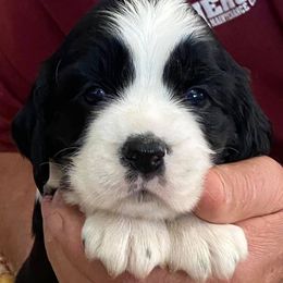 English Springer Spaniel Puppies from Sundance Family Springers
