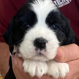 English Springer Spaniel Puppies from Sundance Family Springers