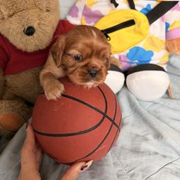 Cavalier King Charles Spaniel and Cavapoo Puppies from Unicorn Tears and Cavaliers