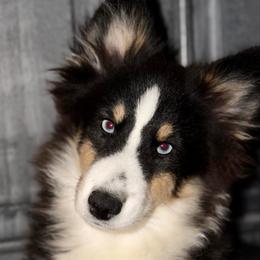 Bear - Tri-color male Pomsky puppy in Magnolia, Texas from Solace Shelties and Pomskies