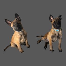 Belgian Malinois Puppies from Care 2 Protect