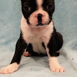 Boston Terrier Puppies from Helton’s Boston Terriers