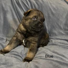 Blue - Sable male German Shepherd puppy in Andalusia, Alabama from Keisha Jones