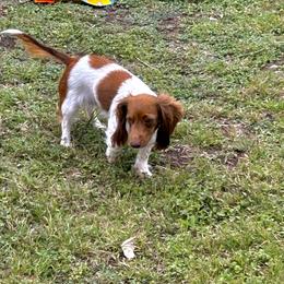 Molly - Dachshund