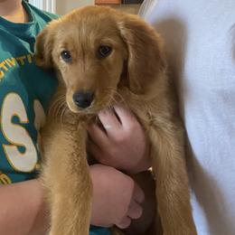 Companion Cross and Golden Retriever Puppies from Happy Tails Mini Goldens