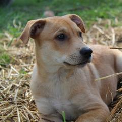 Carolina Dog Puppies from Williams Sweet Carolina
