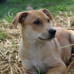 Carolina Dog Puppies from Williams Sweet Carolina