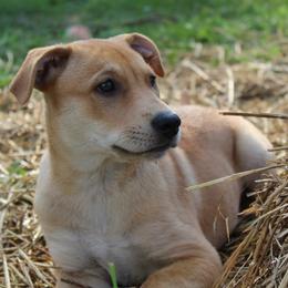 Carolina Dog Puppies from Williams Sweet Carolina