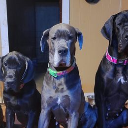 Great Danes from Weigert Danes
