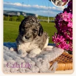 Calla Lily - Merle female Goldendoodle puppy in Waterford, Michigan from Oh My Doodness!