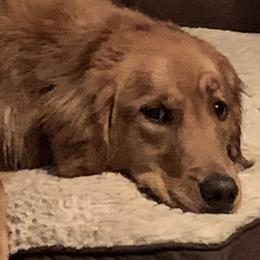 Aussiedoodles, Goldendoodles, and Golden Retrievers from Cochran’s Doodles