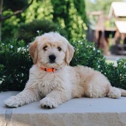 Han Solo - Apricot male Goldendoodle puppy in Highland, Utah from Alpine Angel Puppies