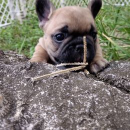 Boy 2 - French Bulldog puppy from Sundry Farm