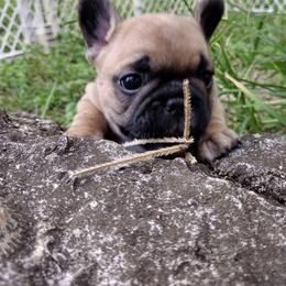 Boy 2 - French Bulldog puppy from Sundry Farm