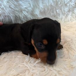 Blue collar - Black and tan male Dachshund puppy in New Jersey from Bergamo’s  Dachshunds