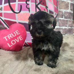 Samson - Salt and pepper male Miniature Schnauzer puppy in Lufkin, Texas from C&K’s Schnauzer House