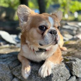 Rocky - French Bulldog