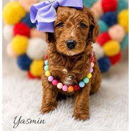Yasmin - Red  female Goldendoodle puppy in State Road, North Carolina from Must Love Doodles