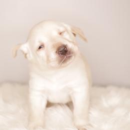 Labrador Retriever Puppies from AGL Retrievers