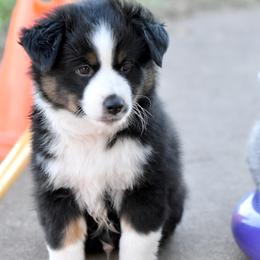 Astro - Black tri male Miniature Australian Shepherd puppy in Wichita Falls, Texas from Shooting Stars Ranch Toy and Mini Aussies