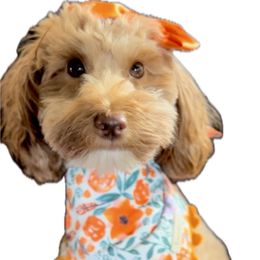 Gypsy - Goldendoodle