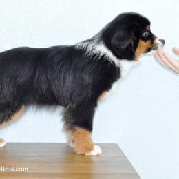 Miniature Australian Shepherd Puppies from Spur Strap Miniature Australian Shepherds
