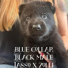 Blue collar - Black male German Shepherd puppy in Canterbury, Connecticut from Nachtwaechter German Shepherds, LLC