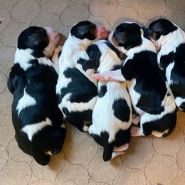 Whitman - Tri-color male Cavalier King Charles Spaniel puppy in Corona, California from Kelton Cavaliers