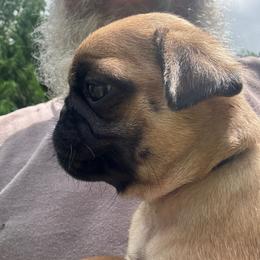 Black Collar - Fawn male Pug puppy in Tallapoosa, Georgia from West Georgia Pugs