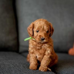 Bruno - Apricot male Goldendoodle puppy in Meridian, Idaho from Country Club Doodles