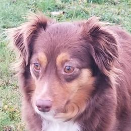 Lilley - Miniature American Shepherd