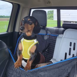 Ruger - Basset Hound