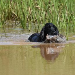 English Cocker Spaniel All Grown Up from Woodwyn Farm