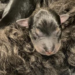 Salt pepper with white chest male - Salt and pepper male Miniature Schnauzer puppy in Ravensdale, Washington from Serenity Schnauzers