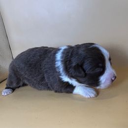 Girl 1 - Red tri female Miniature Australian Shepherd puppy in Hokes Bluff, Alabama from Alegria Toy Aussies