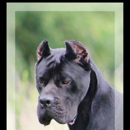 Nostradamus - Cane Corso