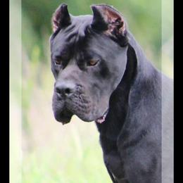 Nostradamus - Cane Corso