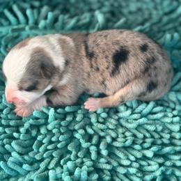 Boy 2 - Black and tan male Corgipoo puppy in Junction, Utah from Sugar Doodles