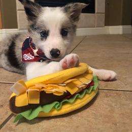 Border Collie and Maremma Sheepdog Puppies from 2J 2K Border Collies