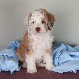 Aussiedoodle Puppies from Frenchie LOVE and Doodles