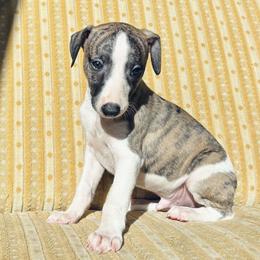 Charles - White and fawn brindle male Whippet puppy in Kingston, Tennessee from Smithfield Park