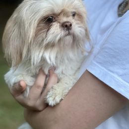 Sassy - Shih Tzu