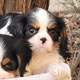 Charlie - Tri-color male Cavalier King Charles Spaniel puppy in Los Lunas, New Mexico from Kiddle's Cavaliers