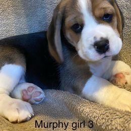 Girl 3 - Black tan and white female Beagle puppy in Needville, Texas from Rancho Robles Kennels