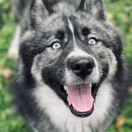 Siberian Husky puppies from LnVs Amstaff/Bullys