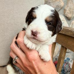 Coleman - Red tri-color male Aussiedoodle puppy in Colorado Springs, Colorado from Pesky Redneck Mini Ranch