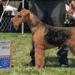 Airedale Terriers from Bighen Airedales