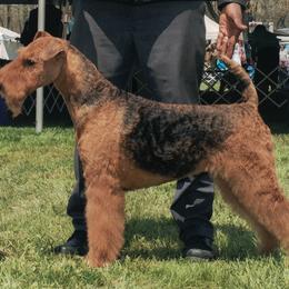 Airedale Terriers from Bighen Airedales