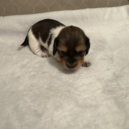 Cosmos - Piebald male Dachshund puppy in Avinger, Texas from Lone Star Longhair Dachshunds